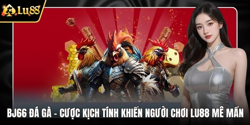 BJ66 đá gà