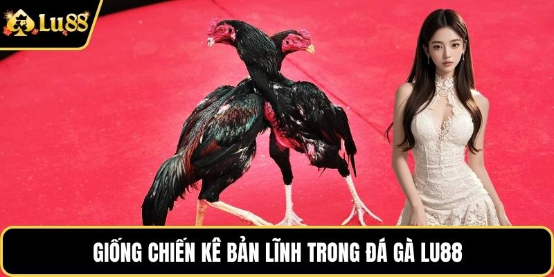 Giống chiến kê bản lĩnh trong đá gà LU88