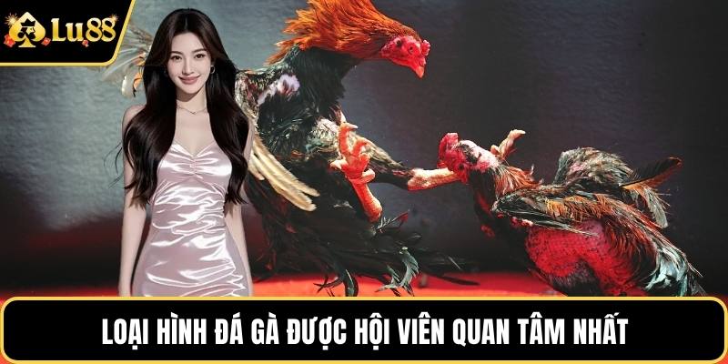 Loại hình đá gà được hội viên quan tâm nhất