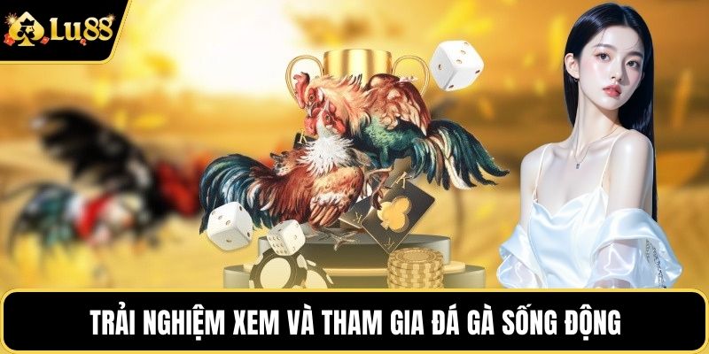 Trải nghiệm xem và tham gia đá gà sống động